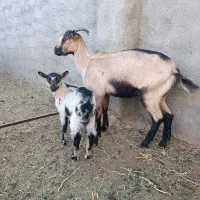 بزسانن وآلپاین|حیوانات مزرعه|آیسک, |دیوار