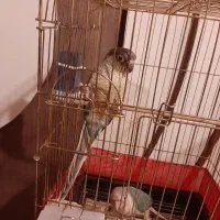 جفت گرینچیک و عروس هلندی