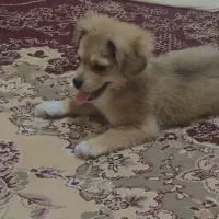 سگ پامر اشپیتز
