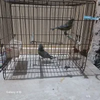 سهره نروماده|پرنده|پارس‌آباد, |دیوار