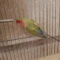 قناری  طوطی مولد