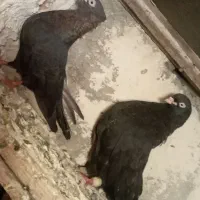 چند جفت کبوتر