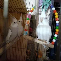 پرورش خانگی عروس هلندی درجه یک|پرنده|پیشوا, |دیوار