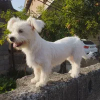 سگ پاکوتاه خوب قیمت دو ۵۰۰|سگ|اسالم, |دیوار