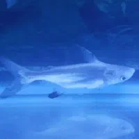 ماهی پنگوسی