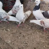 کبوتر توقی و پلنگی هف رنگ