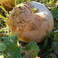 کدو حلوایی شیرین|خوردنی و آشامیدنی|ساری, |دیوار