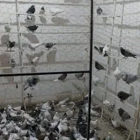 ۲۰۰تا کفتر ساعت بالا تهرانی