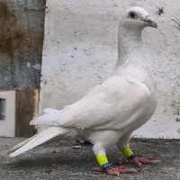 چند تا ماده آلمانی سبز پولیکی سار اوقون