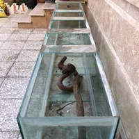 اکواریوم حرفه ای بزرگ|ماهی|گنبد کاووس, |دیوار