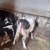 دوراس گاوشیری باگوساله