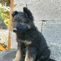 سگ ژرمن شپرد کینگ سایز فوق العاده