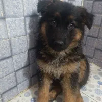 ژرمن شپرد شیبدار مو بلند کینگ بدون ریزش مو...|سگ|پاکدشت, پاکدشت (مامازند)|دیوار