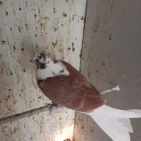 جوجه کبوتر پشت دار قرمز دم سفید پرشی|پرنده|تهران, هفده شهریور|دیوار