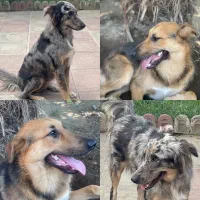 واگذاری رایگان پناه و شوشار زیبا استرالین شپرد