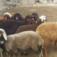 بره