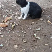 خرگوش زیبا و سالم|موش و خرگوش|آبدانان, |دیوار