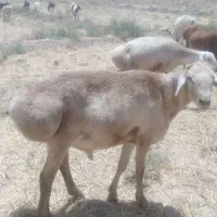 قوچ|حیوانات مزرعه|زیرکوه, |دیوار