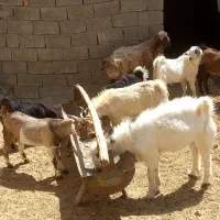 کهره|حیوانات مزرعه|ارسنجان, |دیوار