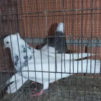 کبوتر رنگی|پرنده|گنبد کاووس, |دیوار