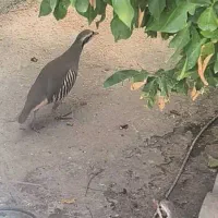 بلدرچین مادر اصلی