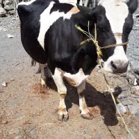 هولشتاین گاو