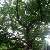 زمین تجاری شهرک قاضی