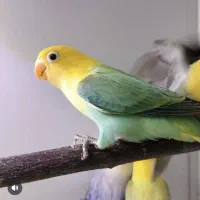 طوطی برزیلی رنگ خاص|پرنده|هندیجان, |دیوار