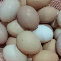 تخم مرغ|حیوانات مزرعه|رشت, استقامت ۲|دیوار