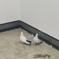 کبوتر دمبی نروماده|پرنده|بهبهان, |دیوار