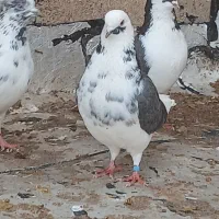 کبوتر بدرنگ و پرشی|پرنده|قیدار, |دیوار