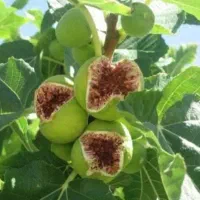 نهالستان پالیز دارای ارقام متنوع نهال های لیبل‌دار|خدمات باغبانی و درختکاری|قروه, |دیوار