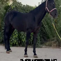ترکمن خالص مشکی یکدست|اسب و تجهیزات اسبسواری|کرج, حصارک بالا|دیوار