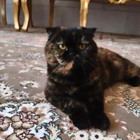 واگذاری حمایتی گربه نژاددار بفرد صبور و تجربه بالا