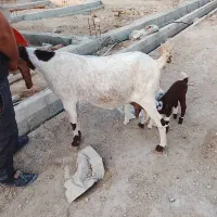 بز ماده در شادگان الفلاحیه