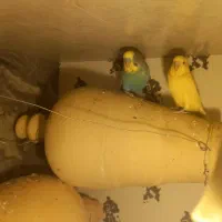 1400|پرنده|علی‌آباد کتول, |دیوار