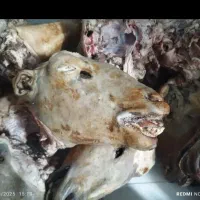 انواع کله پاچه خام و پخته با قیمت مناسب|خوردنی و آشامیدنی|لردگان, |دیوار