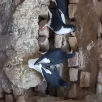 کبوتر ساده سیاه کاکلی|پرنده|تایباد, |دیوار