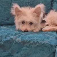 توله اشپیتز پامر|سگ|پرند, فاز ۶|دیوار