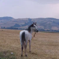 اسب نریان