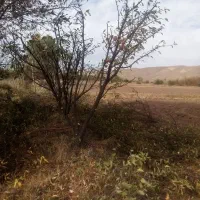 هرس|خدمات باغبانی و درختکاری|سراب, |دیوار