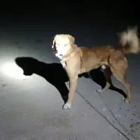 سگ فروشی|سگ|خوسف, |دیوار