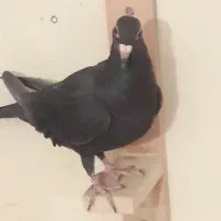 کبوترماده کلاغ|پرنده|رفسنجان, |دیوار