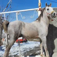 اسب|اسب و تجهیزات اسب‌سواری|ازنا, |دیوار