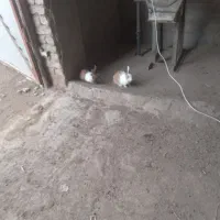 خرگوش|موش و خرگوش|فریمان, |دیوار