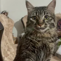 گم شده|حیوانات|کرج, شاهینویلا|دیوار