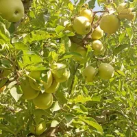 فروش-زمین-مناسب-گلخانه-مرغداری-و