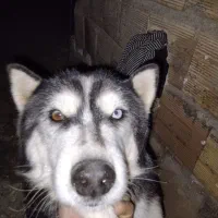 سگ هاسکی ماده همراه با دوتا طوله