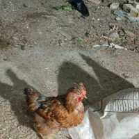 مرغ و خروس محلی و بوقلمون و اردک