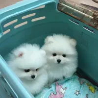 توله سگ پامر . پامرانین خرسی سفید ۷۰ روز|سگ|تهران, سعادت‌آباد|دیوار